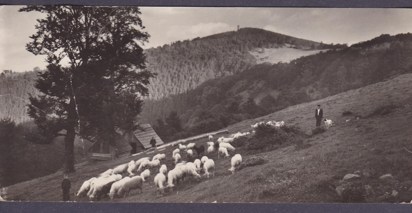 Kozubowa -  owce na pastwie
